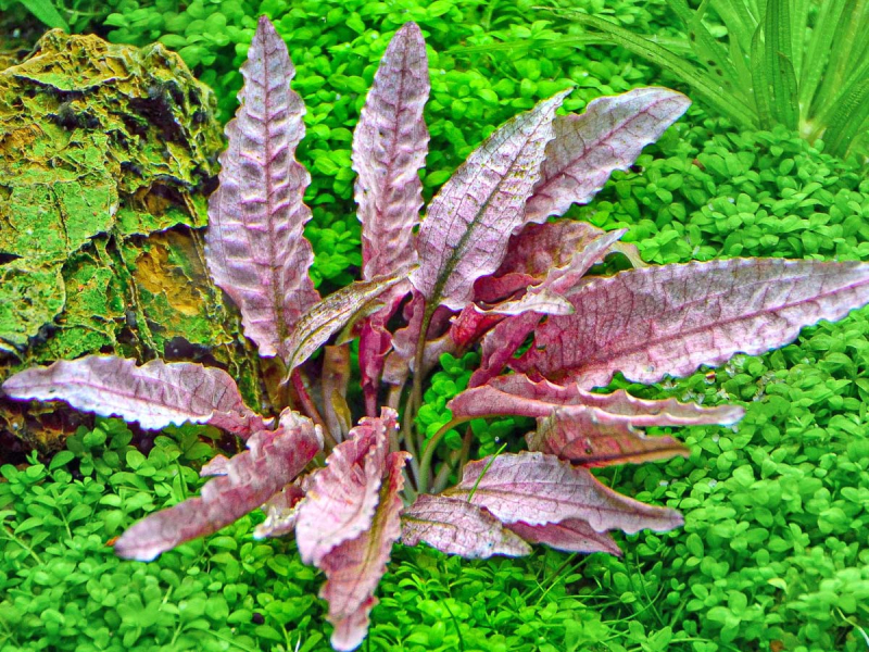 Flamingo Wasserkelch - Cryptocoryne spec. Flamingo in vitro